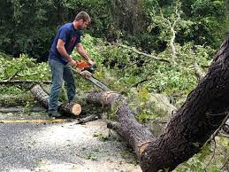 Best Tree Cabling and Bracing  in Moody, TX